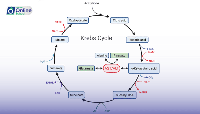 Lesson 07: Pyruvate Conversion and Krebs Cycle